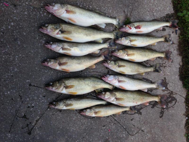 lake erie walleye charter with strikemaster charters